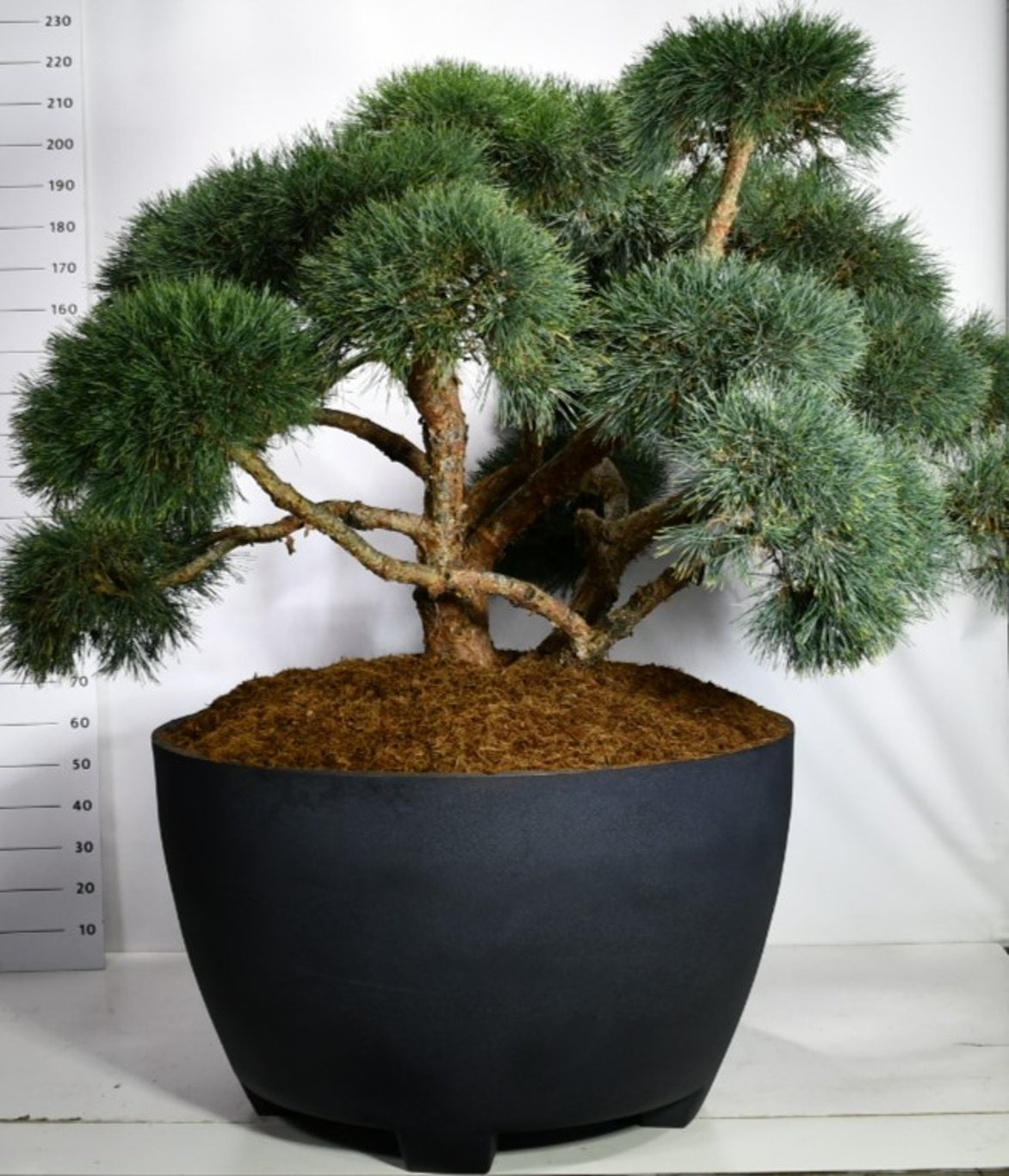 Tall – Pinus sylvestris 'Repens' - C 670 Decopot 200-225 cm. Bonsai